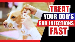 How to Treat Ear Infections in Dogs [upl. by Aniratac]