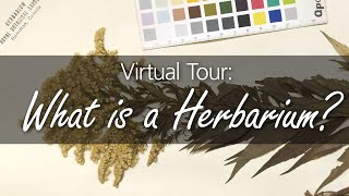 Virtual Tour Herbarium [upl. by Elleinahc]