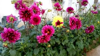 Dahlia plants life cycle [upl. by Lieberman]