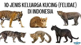 10 Jenis Kucing Felidae di Indonesia ada BONUS nya lhoo [upl. by Lesh]