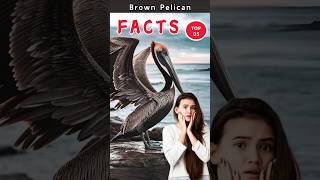 🦅 Discover 5 amazing facts about the brown pelican shorts facts pelicans [upl. by Ailime]