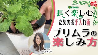 🌸11プリムラ マラコイデスの育て方 冬から春まで楽しめる栽培法 長く楽しむためのお手入れ術 [upl. by Ajnat]