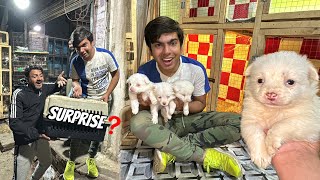 Kitna Cute Puppy Hein 🐶 Mamu Ko Surprise Dea😍 [upl. by Chap]