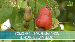 Como se cultiva el Marañon el fruto de la memoria  TvAgro por Juan Gonzalo Angel Restrepo [upl. by Sinnal]