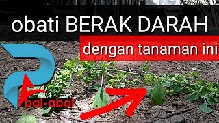 Obat Berak Darah Pada Ayam Kampung Semi Intensif [upl. by Eedyaj]