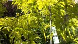 Sunburst Golden Locust shade tree [upl. by Alurd590]