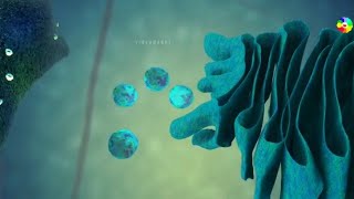 what is golgi body and what is its function detail animated video [upl. by Mathews]