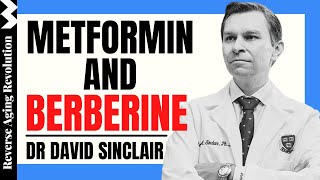 DAVID SINCLAIR quotBerberine And Metformin – Benefits amp Dosagequot  Dr David Sinclair Interview Clips [upl. by Snahc]