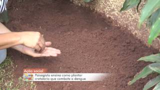 TV ZAN  COTIDIANO  PLANTIO CROTALÁRIA DENGUE  JOÃO PAULO SANTOS  02032015 [upl. by Mayram]