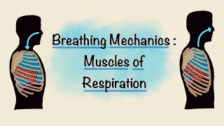 Muscles of Respiration  Breathing Mechanics  Respiratory Physiology [upl. by Merill]