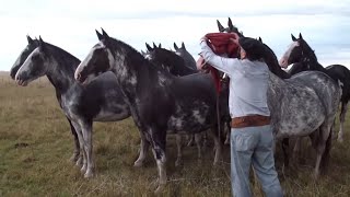 INCREIBLE TROPILLA ENTABLADA DE 10 CABALLOS  VENDIDA  WWWLOSEQUINOSCOM [upl. by Der]