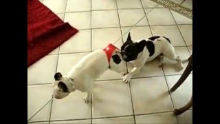 French Bulldog Domino Duchesse die Sexbombe mit Daulokkes Hugo le Duc beim Vorspiel zum Deckakt [upl. by Haem]