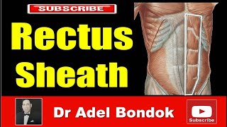 Rectus Sheath Dr Adel Bondok Making Anatomy Easy [upl. by Kay692]