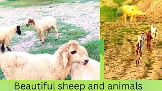 Beautiful animals Sheep Meeting  Animal Meeting  Goat Meeting 2024viral video [upl. by Yramesor]