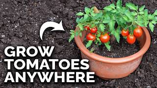 Grow Amazing Tomatoes In Containers 🍅 COMPLETE GUIDE [upl. by Anirb]