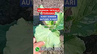 WASPADA TATKALA PURNAMA  Update Pertumbuhan Kubis Summer Autumn Umur 14 Hari [upl. by Joette27]