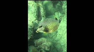 Trunkfish fish coralreef underwater trunkfish [upl. by Concettina600]