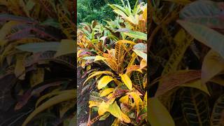 Croton Plant Vibrant Colors and Easy Care Tips 🌿🌈 fypシ゚ flowers nature [upl. by Gasperoni663]