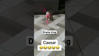 the drama king😂😂 viralvideo cat kitten viralvideo catlover funny filmvideo mbappe nunes [upl. by Esinehc]