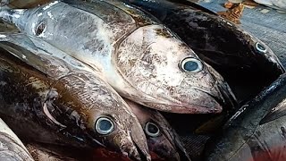 Live 05 July 24 ‼️🔥 Cutting Fresh Yellowfin Tuna at the fish market Sorong Papua Indonesia [upl. by Monti]