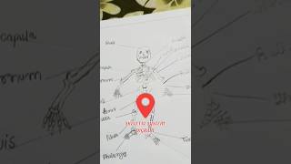 Human skeletal system😱😱😱medical lifeshortvideo trending viralshort doctor [upl. by Buzzell542]