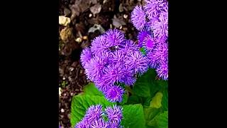 Who knows Ageratum アゲラタム flowers [upl. by Enitnatsnoc]