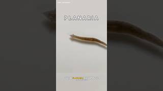 Planaria science sciencefacts [upl. by Ariaek]