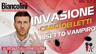 🔴🪲​Cimici dei letti linsetto vampiro che sta infestando lItalia🔴🪲​ [upl. by Eihs201]