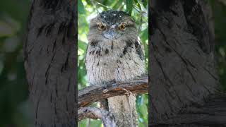 Tawny Frogmouth Podargus strigoides  Observed in Description [upl. by Bolten890]