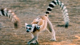 Exploring the Island of Lemurs Madagascar [upl. by Asante478]