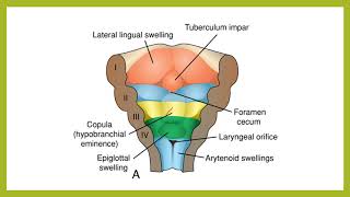 Development of Tongue [upl. by Ana817]