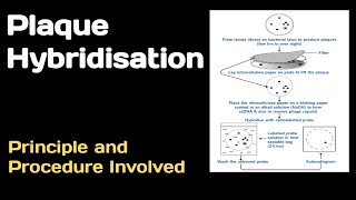 Plaque Hybridisation Principle and Procedure Involved [upl. by Reiners]