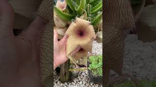 SUCULENTA EXPLODINDO DE FLORES shortsyoutube videos suculentas succulent 多肉植物 flowers flower [upl. by Maximilianus]