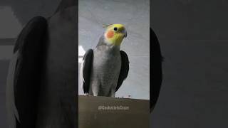 Cute Cockatiels Singing Moments 🎶🦜 cockatielscraze [upl. by Dubenko]