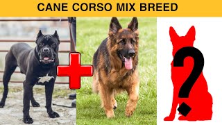 10 incredible Mixed cross hybrid of Cane Corso [upl. by Entsirhc]