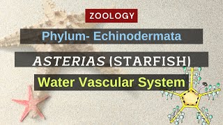 Water Vascular system of Asterias Starfish  Zoology [upl. by Ahsaela]