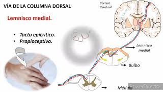 Vías ascendentes médula USFX [upl. by Filberto]