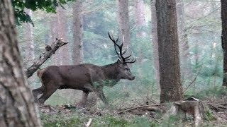 Hertenbronst 2024 Veluwe [upl. by Basso780]