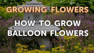 How to Grow Balloon Flowers [upl. by Eilerua266]