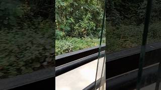 Yah Jungle se kaun sa Janwar nikala Very danger 😮😮vlogs shortsfeed [upl. by Ellerahc156]