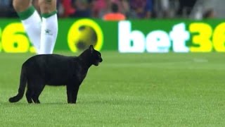 El gato del camp nou se rinde a Messi [upl. by Yrebmik]