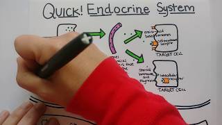 Endocrine System  Summary [upl. by Yanttirb]