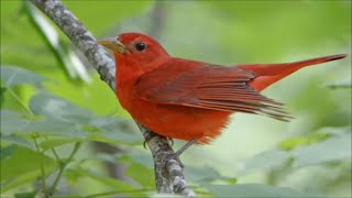 Summer Tanager The Song Bird [upl. by Nored]