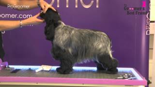 How to groom a Cocker Spaniel  Coat King  Grooming Guide Pro Groomer [upl. by Eiuol]