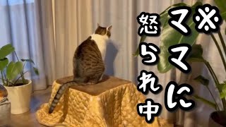 イタズラしてママに問い詰められてるのに全然こっち見ない猫 [upl. by Heaps]