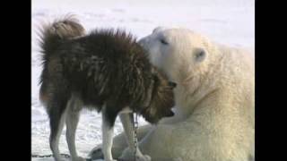 Polar bears and dogs [upl. by Nwotna]