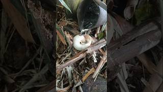 pour lead into old dead snail shells In the bamboo forest field Hangseanghong [upl. by Ahsemak]