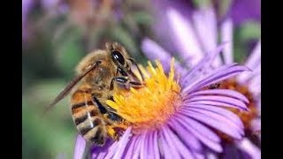 Bees and Flowers Pollination  Flowers and Bees Life in Nature  HD [upl. by Fortier169]