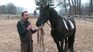 Francesco Vedani Equitazione  Tranquillizzare un cavallo impaurito 1 parte [upl. by Ayekal]