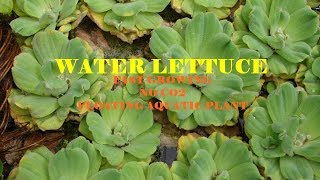 Water Lettuce  Water Cabbage  Beautiful fast Growing Aquatic floating plant [upl. by Rengia]